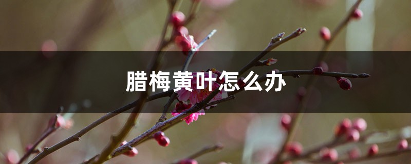 臘梅黃葉的原因和處理辦法 臘梅黃葉的原因和處理辦法