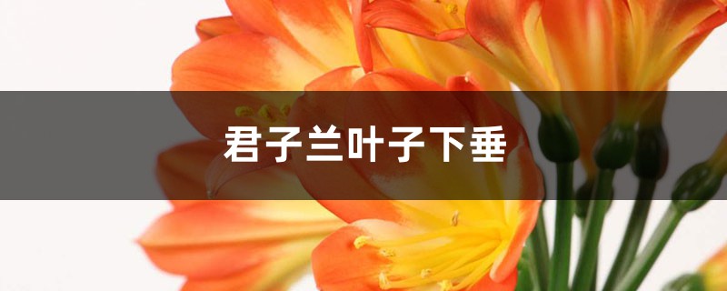 君子蘭葉子下垂怎么處理 君子蘭葉子下垂怎么處理