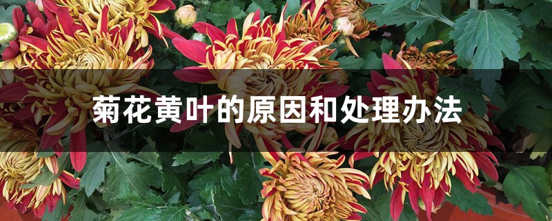 菊花黃葉的原因和處理辦法 菊花黃葉的原因和處理辦法