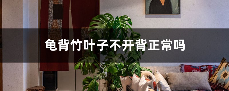 龜背竹葉子不開背正常嗎，如何促使開背