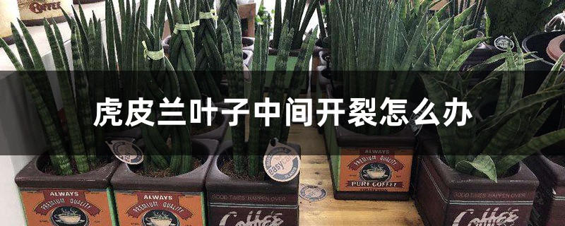虎皮蘭葉子中間開裂怎么辦，能恢復嗎