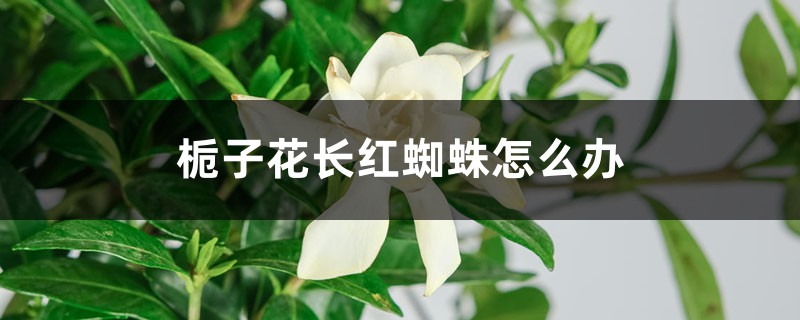 梔子花長紅蜘蛛怎么辦 梔子花長紅蜘蛛怎么辦
