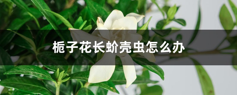 梔子花長蚧殼蟲怎么辦 梔子花長蚧殼蟲怎么辦