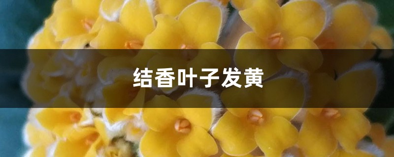 結(jié)香黃葉的原因和處理辦法 結(jié)香黃葉的原因和處理辦法