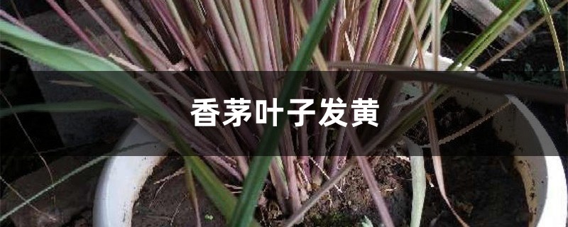 香茅黃葉的原因和處理辦法 香茅黃葉的原因和處理辦法