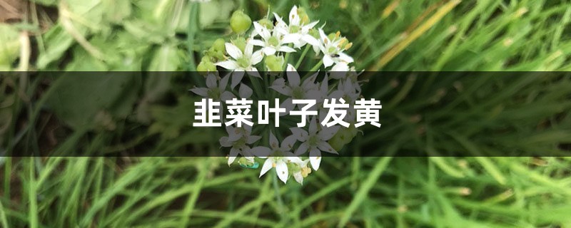 韭菜黃葉的原因和處理辦法 韭菜黃葉的原因和處理辦法