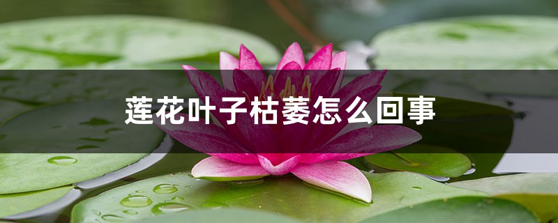 蓮花葉子枯萎怎么回事，葉子枯萎怎么辦