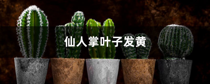 仙人掌黃葉的原因及處理辦法 仙人掌黃葉的原因及處理辦法