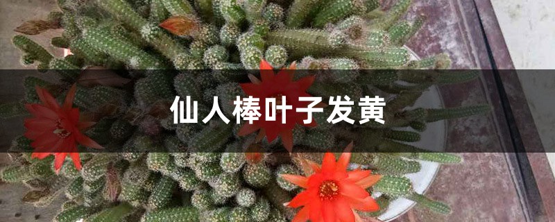 仙人棒黃葉的原因及處理辦法 仙人棒黃葉的原因及處理辦法