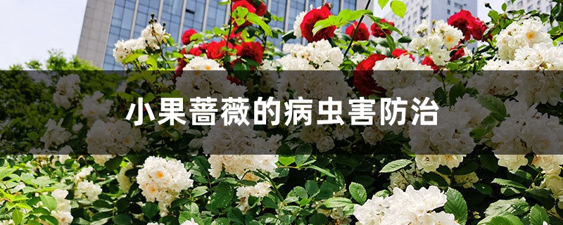 小果薔薇的病蟲(chóng)害防治 小果薔薇的病蟲(chóng)害防治