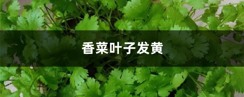 香菜黃葉的原因和處理辦法 香菜黃葉的原因和處理辦法
