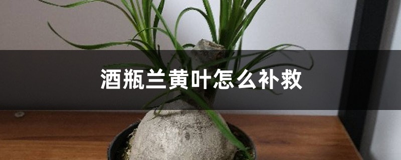 酒瓶蘭黃葉的原因和處理辦法 酒瓶蘭黃葉的原因和處理辦法