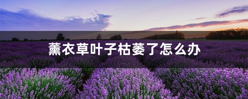 薰衣草葉子枯萎了怎么辦，薰衣草葉子干枯