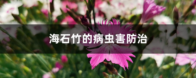 海石竹的病蟲害防治 海石竹的病蟲害防治
