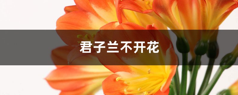 君子蘭不開花是什么原因，需要怎么處理