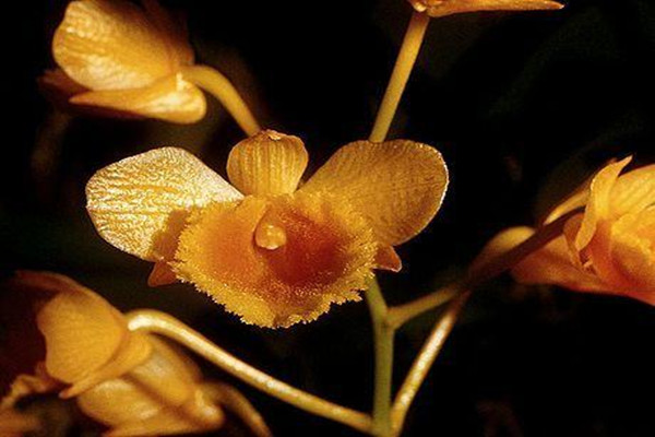 束花石斛的病蟲(chóng)害防治 束花石斛的病蟲(chóng)害防治