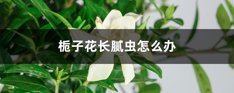 梔子花長膩蟲怎么辦 梔子花長膩蟲怎么辦