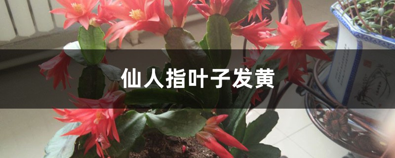 仙人指黃葉的原因及處理辦法 仙人指黃葉的原因及處理辦法