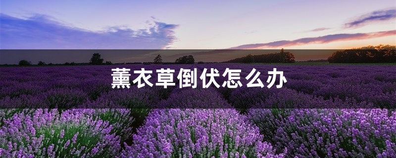 薰衣草倒伏怎么辦，薰衣草垂頭的原因