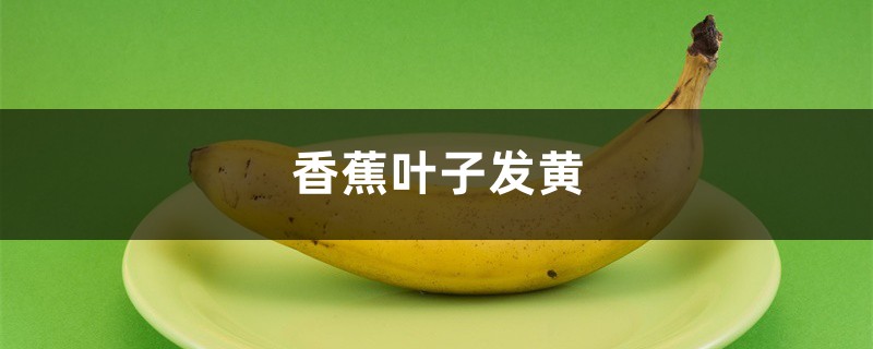 香蕉黃葉的原因和處理辦法 香蕉黃葉的原因和處理辦法