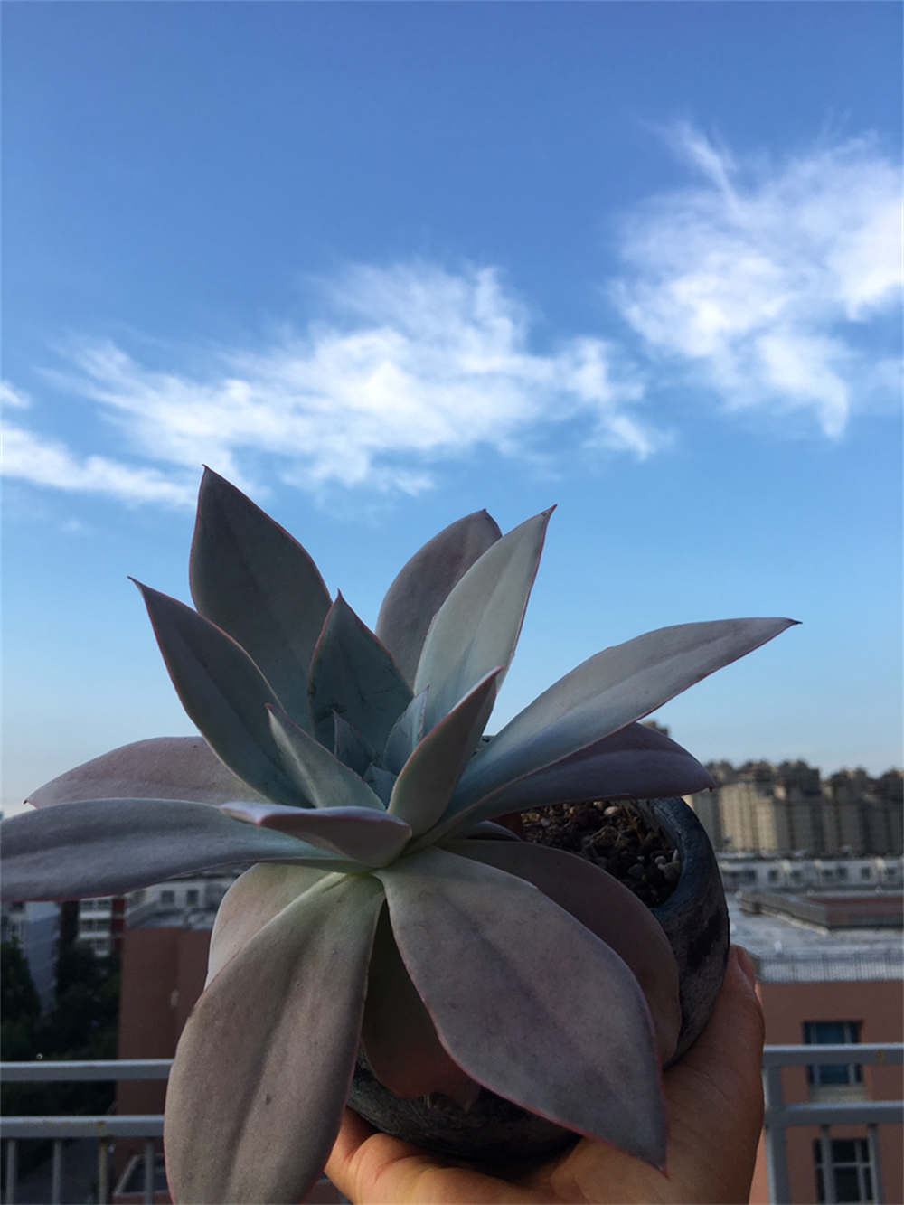 廣寒宮圖片