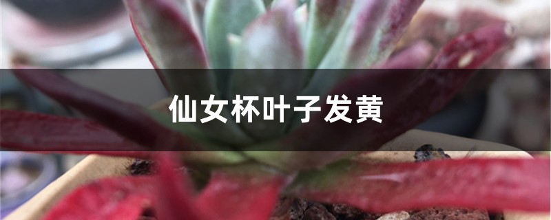 仙女杯黃葉的原因和處理辦法 仙女杯黃葉的原因和處理辦法