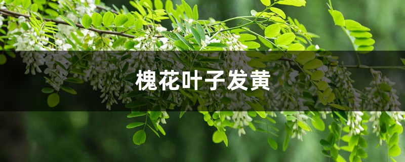 槐花黃葉的原因和處理辦法 槐花黃葉的原因和處理辦法