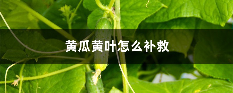 黃瓜黃葉的原因和處理辦法 黃瓜黃葉的原因和處理辦法