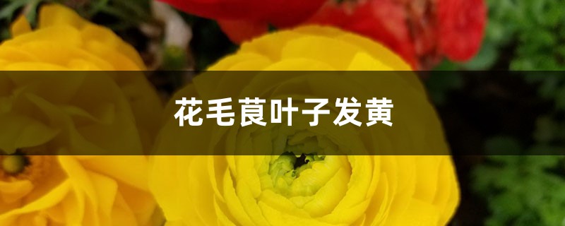 花毛茛黃葉的原因和處理辦法 花毛茛黃葉的原因和處理辦法