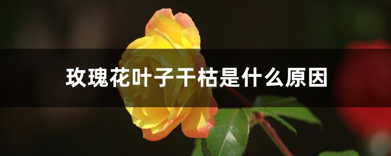 玫瑰花葉子干枯是什么原因，葉子黃了是什么原因