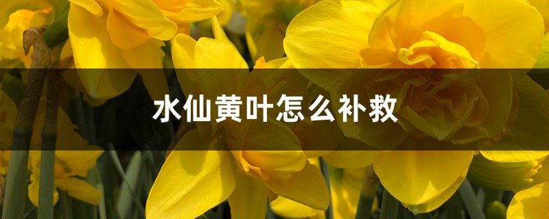 水仙黃葉的原因和處理辦法 水仙黃葉的原因和處理辦法