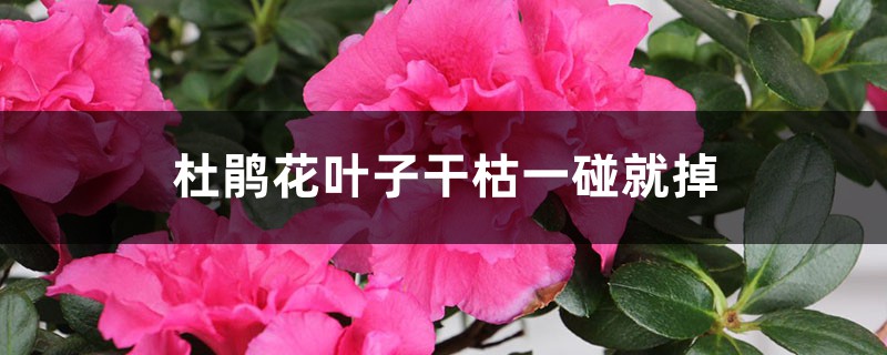 杜鵑花葉子干枯一碰就掉怎么辦 杜鵑花葉子干枯一碰就掉怎么辦