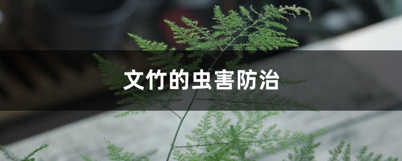 文竹的蟲害防治 文竹的蟲害防治