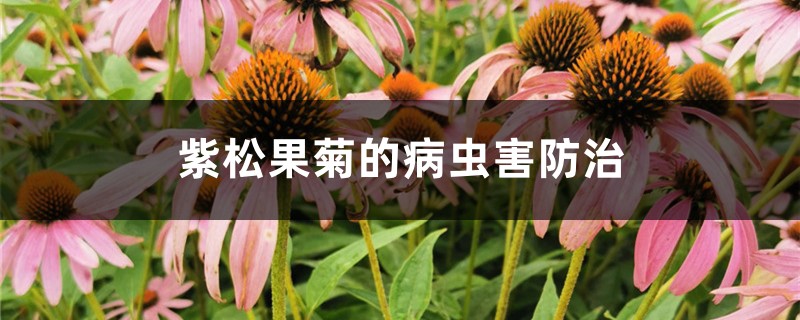 紫松果菊的病蟲害防治 紫松果菊的病蟲害防治