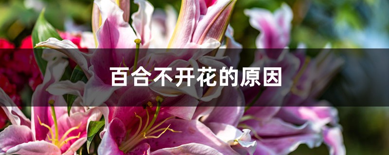 百合不開花的原因，不開花怎么辦
