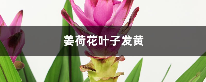 姜荷花黃葉的原因和處理辦法 姜荷花黃葉的原因和處理辦法