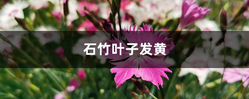 石竹黃葉的原因和處理辦法 石竹黃葉的原因和處理辦法