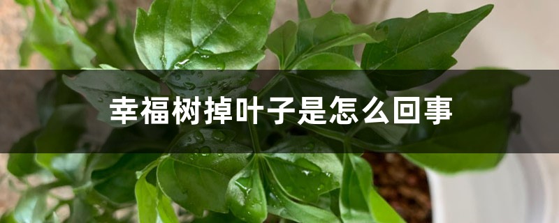 幸福樹掉葉子是怎么回事，葉子掉光能活嗎