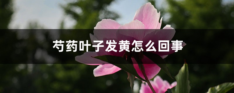 芍藥葉子發(fā)黃怎么回事，芍藥葉子枯萎