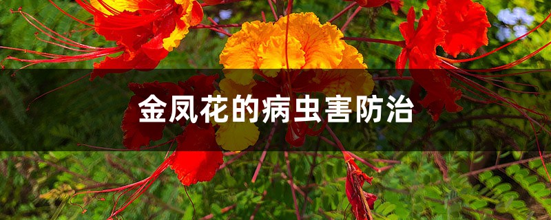 金鳳花的病蟲(chóng)害防治 金鳳花的病蟲(chóng)害防治