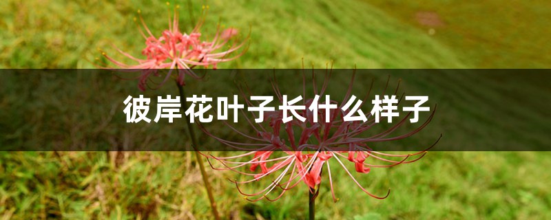 彼岸花葉子長什么樣子，彼岸花葉子黃了怎么辦