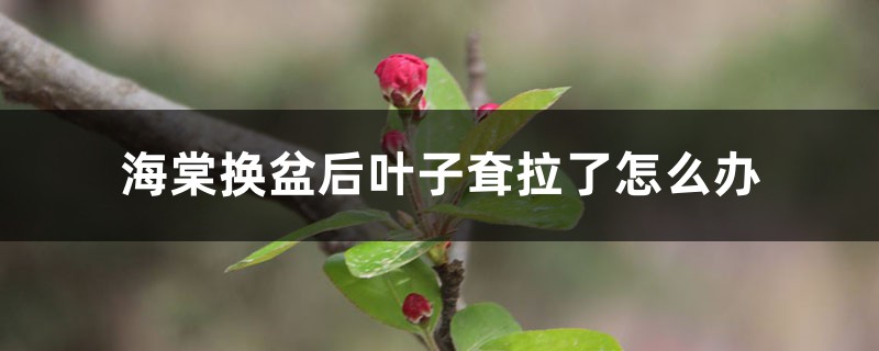海棠換盆后葉子耷拉了怎么辦，換盆后怎么護(hù)理