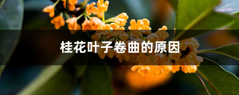桂花葉子卷曲的原因，掉光葉子還能活嗎