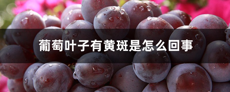 葡萄葉子有黃斑是怎么回事，葉子發(fā)黃怎么治