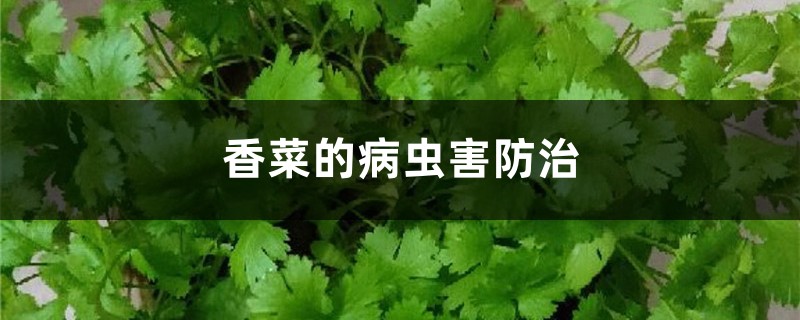 香菜的病蟲害防治 香菜的病蟲害防治