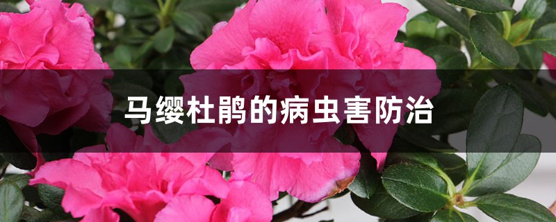 馬纓杜鵑的病蟲害防治 馬纓杜鵑的病蟲害防治