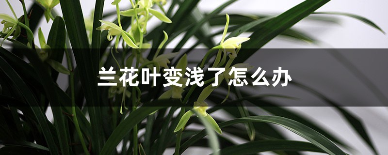 蘭花葉顏色變淺了怎么辦 蘭花葉顏色變淺了怎么辦