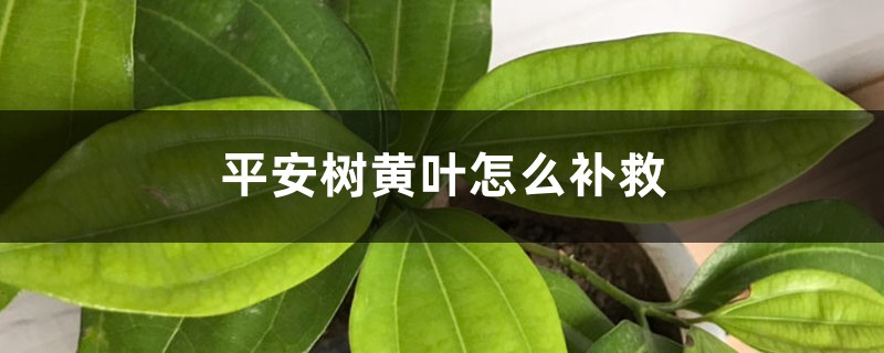 平安樹黃葉的原因和處理辦法 平安樹黃葉的原因和處理辦法