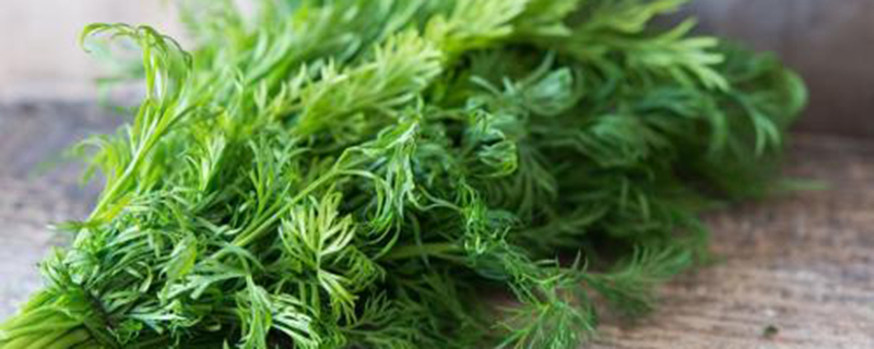茴香的病蟲害防治 茴香的病蟲害防治