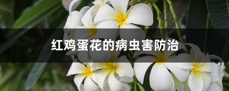 紅雞蛋花的病蟲害防治 紅雞蛋花的病蟲害防治